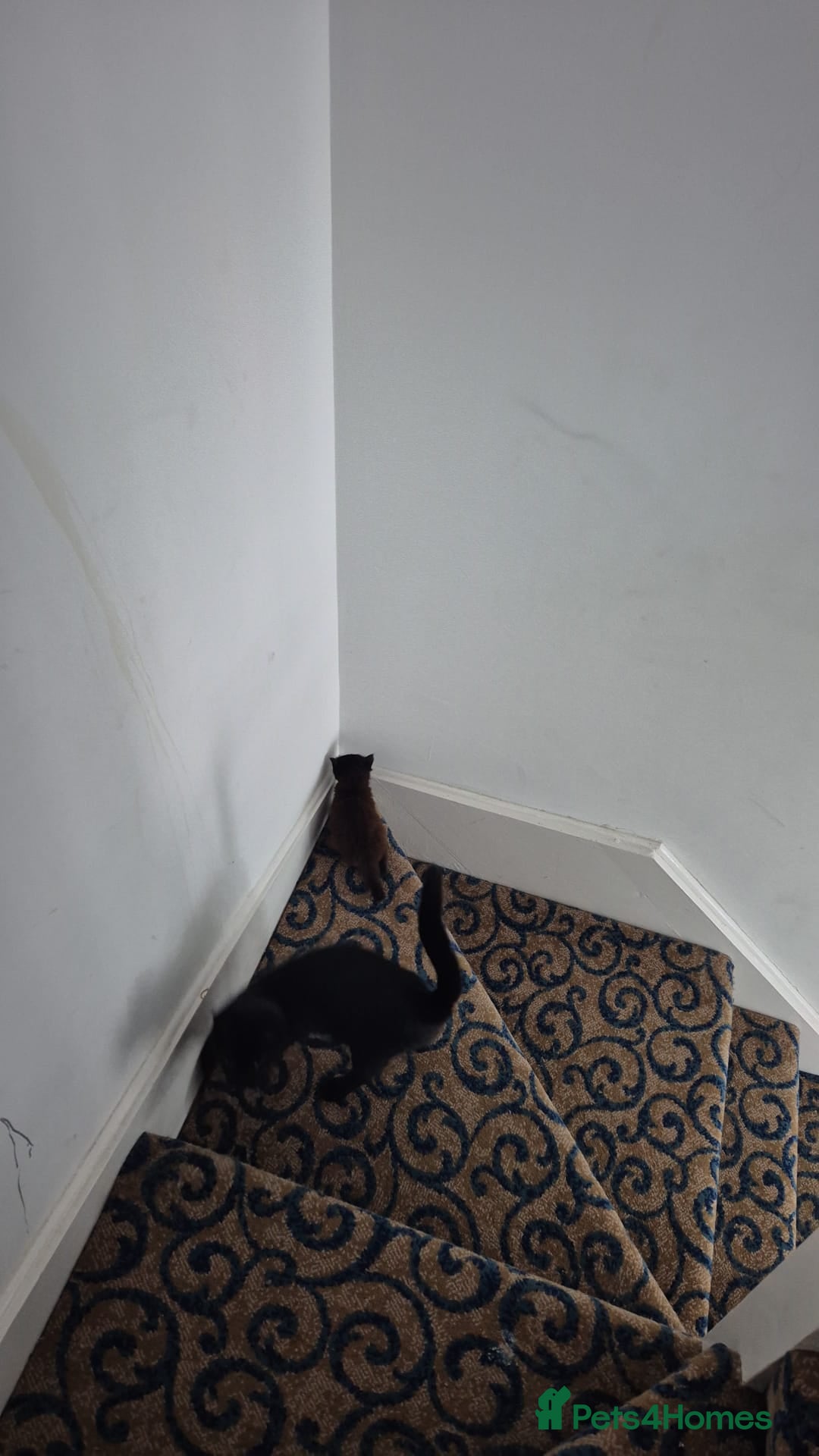 Domestic Shorthair cats for sale: 1 male 1 female  - Image 7