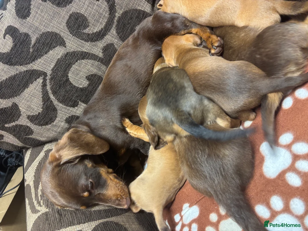 Dachshund dogs for sale: Dachshund Puppies - Advert 1