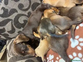 Dachshund dogs Dachshund Puppies - Advert 14