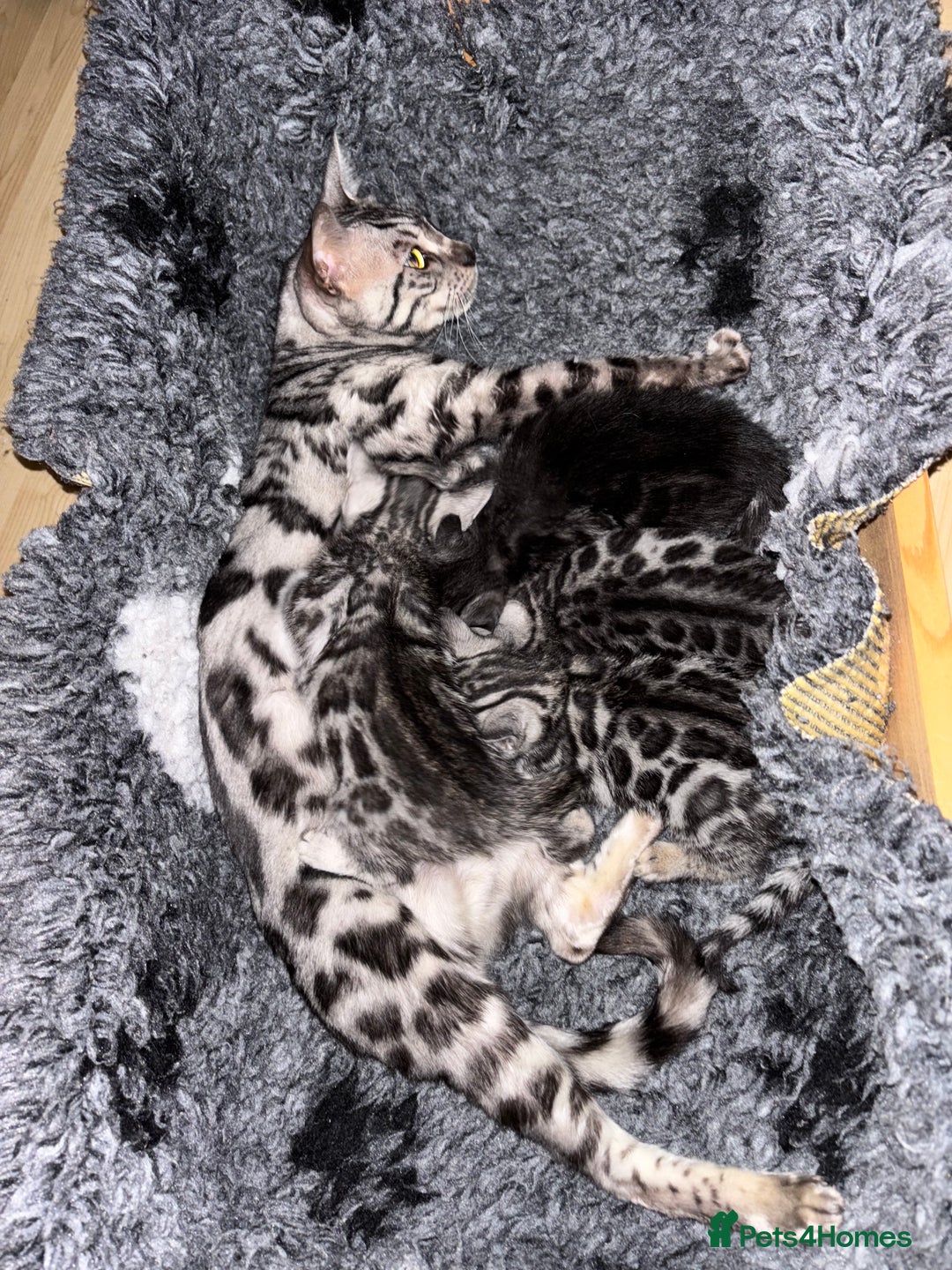 Bengal cats for sale: Stunning silver bengal girl  - Advert 2