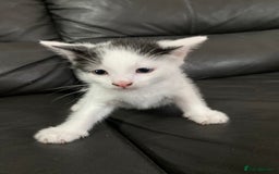 Domestic Shorthair cats for sale: Luna, Snow, Minx & Oreo - 10 Weeks old - Image 16