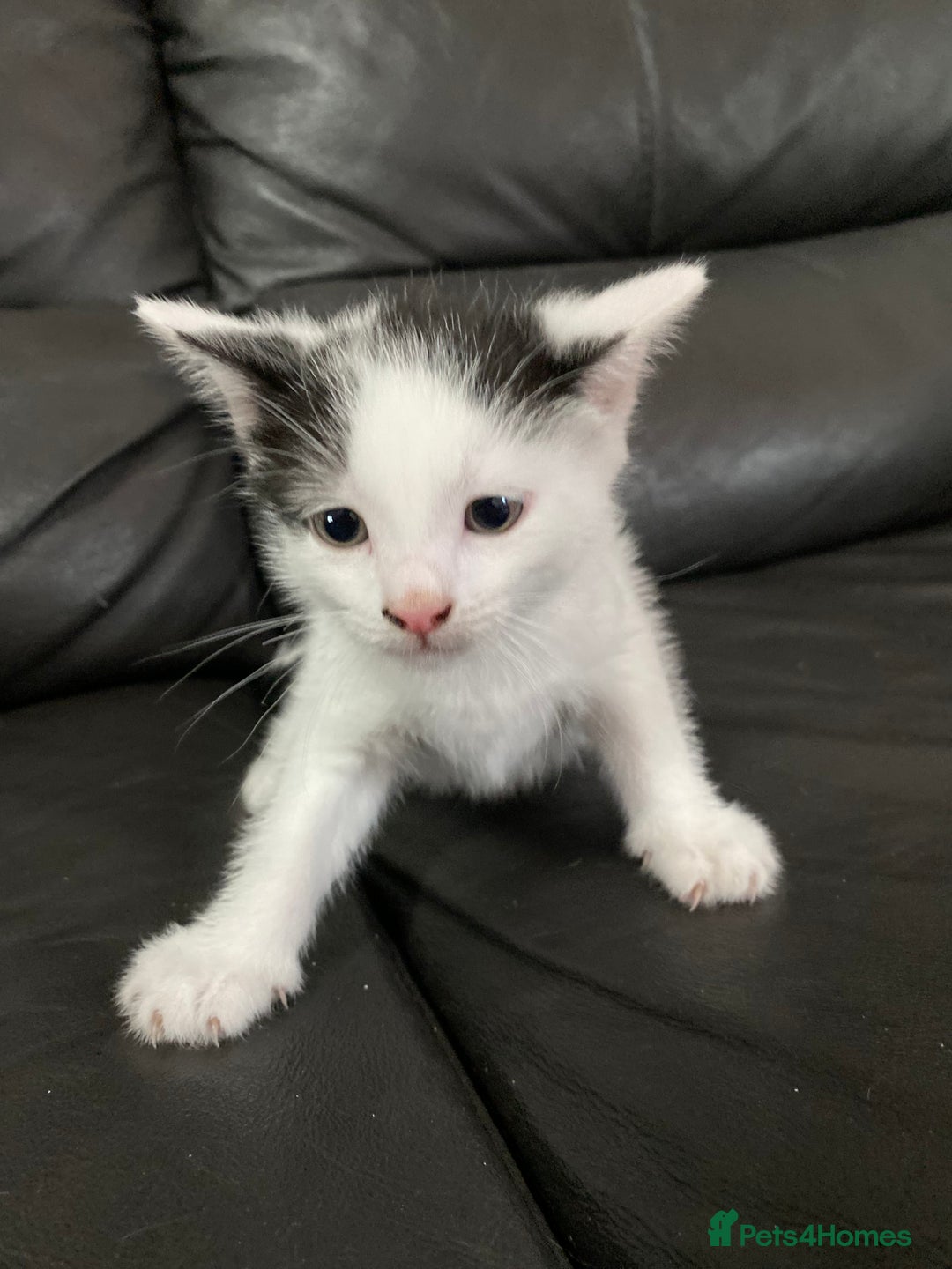 Domestic Shorthair cats for sale: Luna, Snow, Minx & Oreo - 10 Weeks old - Image 16