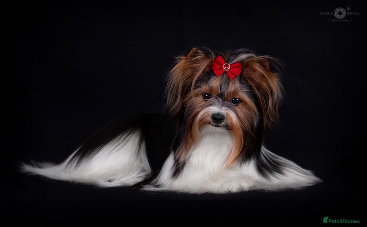 Biewer Terrier dogs - Advert 1