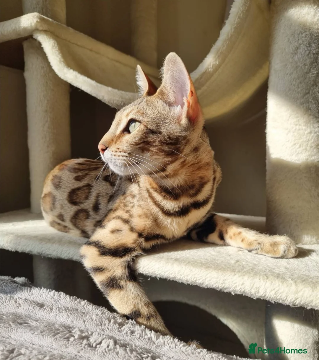 Bengal cats for sale: Stunning Litter of Bengal Kittens. Tica Registered - Advert 11