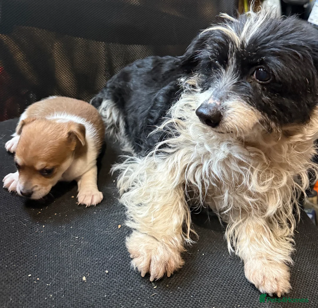 Jack Russell dogs for sale: JackRussle puppy boy - Advert 8