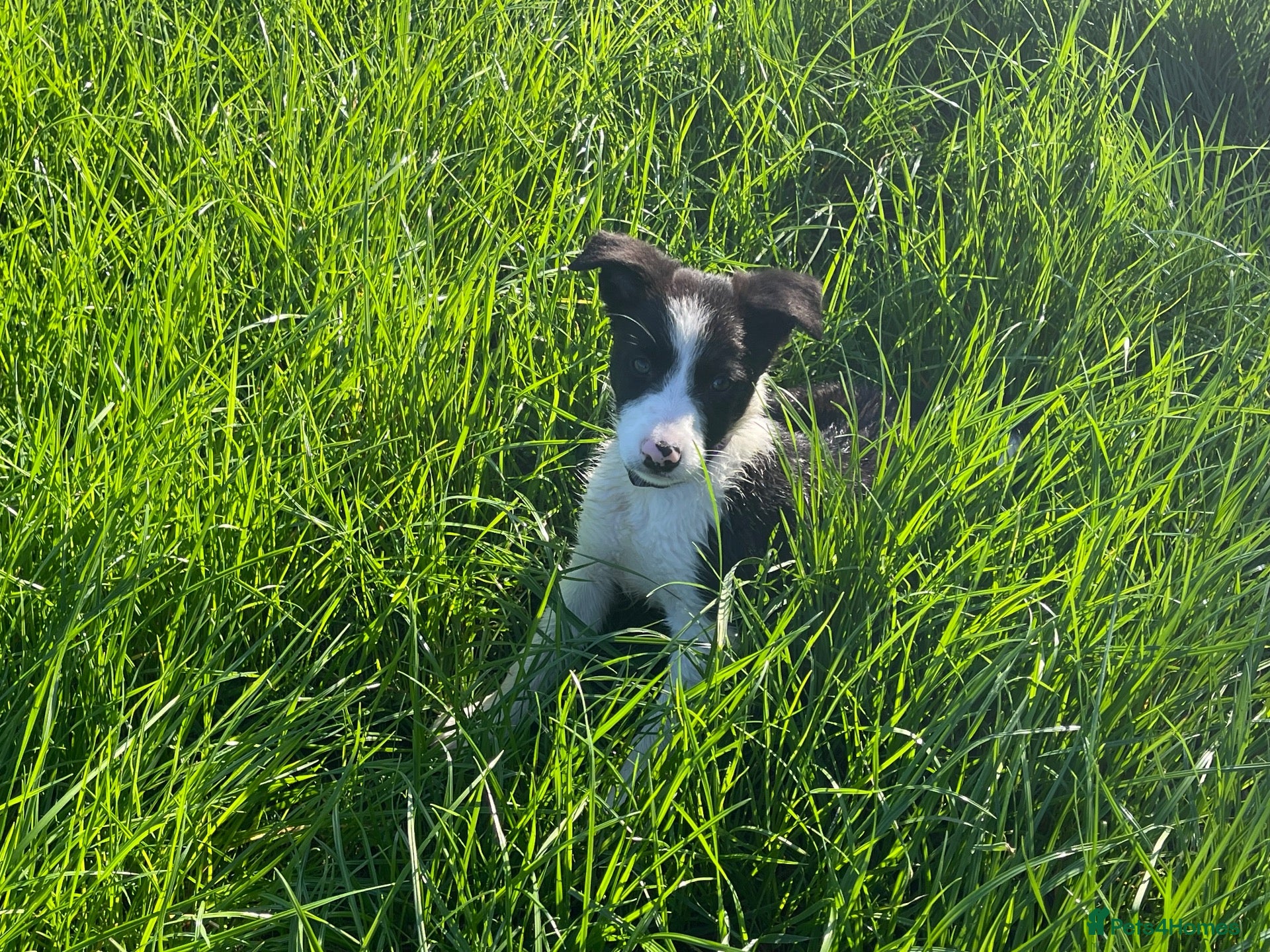 Border Collie dogs 2 Border Collie Puppies 9 weeks ready now - Advert 1