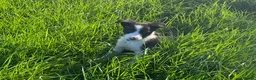 Border Collie dogs for sale: 5 Boarder Collie Puppies 8 weeks ready now in Ashbourne - Advert 7