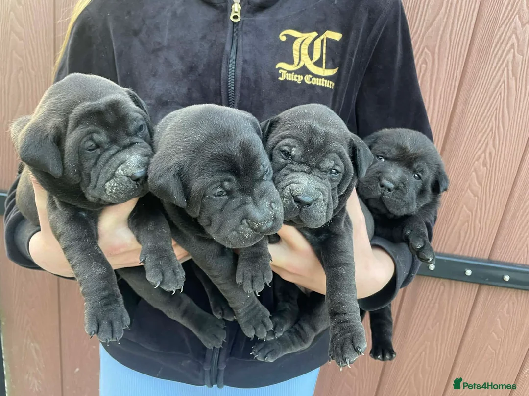 Mixed Breed dogs for sale: 5 Shar Pei x Labrador pups  - Advert 1
