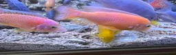 Cichlids fish for sale: 2 x fully stocked cichlids tanks for sale in Guildford - Advert 17