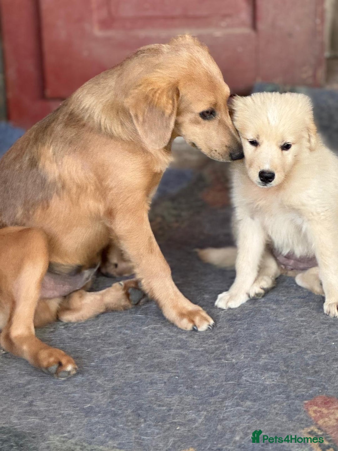 Mixed Breed dogs for adoption: THEO - a Superb Puppy Boy, for a Loving Home - Image 27