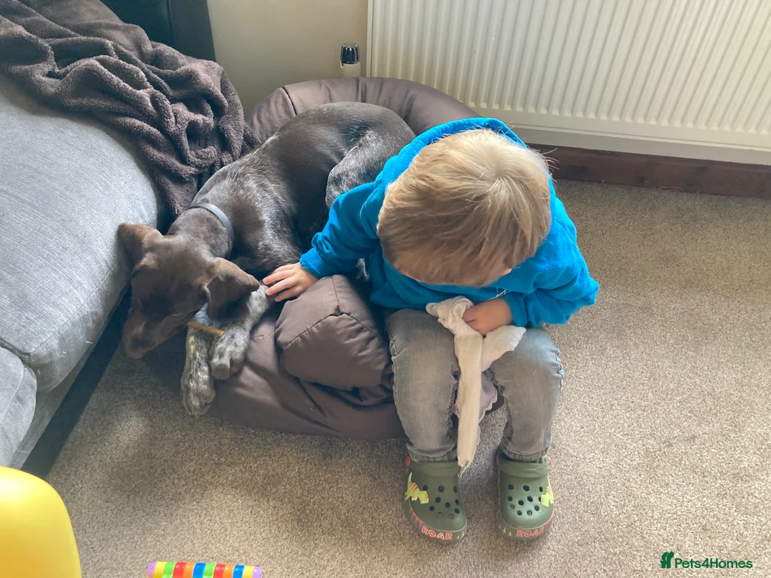 German Shorthaired Pointer dogs for sale: 4-Year-Old KC German Shorthaired Pointer - Advert 2