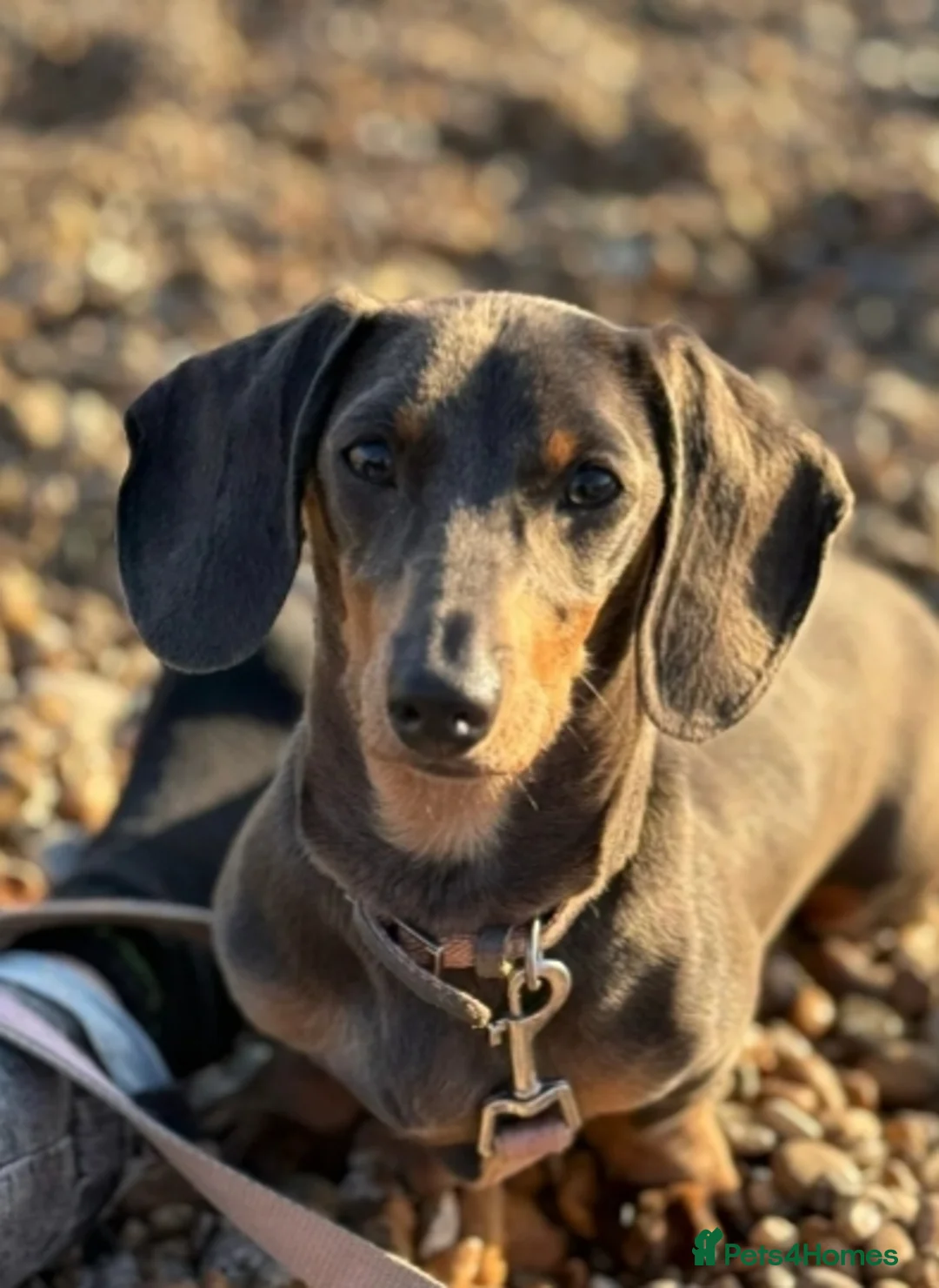 Dachshund dogs for sale: 3 year old female blue & tan lola in Sheffield - Advert 1