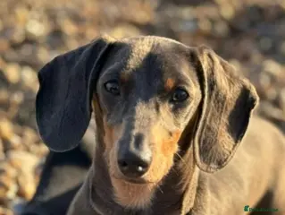 Dachshund dogs 3 year old female blue & tan lola in Sheffield - Advert 4