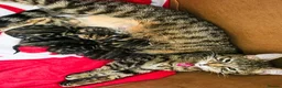 Mixed Breed cats for sale: 1 Tabby boy left in Gillingham - Advert 2