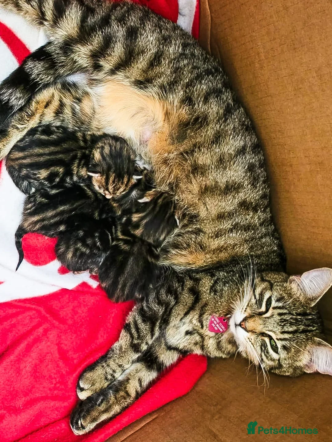 Mixed Breed cats for sale: 1 Tabby boy left in Gillingham - Advert 2