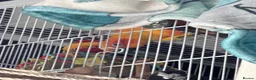 Conures birds for sale: Sun Conure Rehoming!  - Advert 11