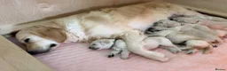 Golden Retriever dogs for sale: Golden Retriever Puppies  - Advert 9