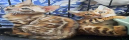 Bengal cats for sale: Stunning litter of brown rosetted Bengal cubs  - Advert 10