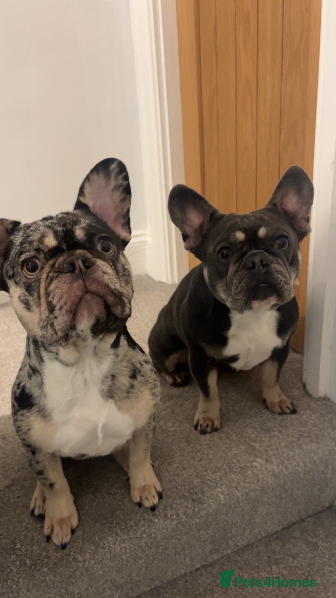 French Bulldog dogs for sale: 2 Male French Bulldog Puppies For Sale - Image 12