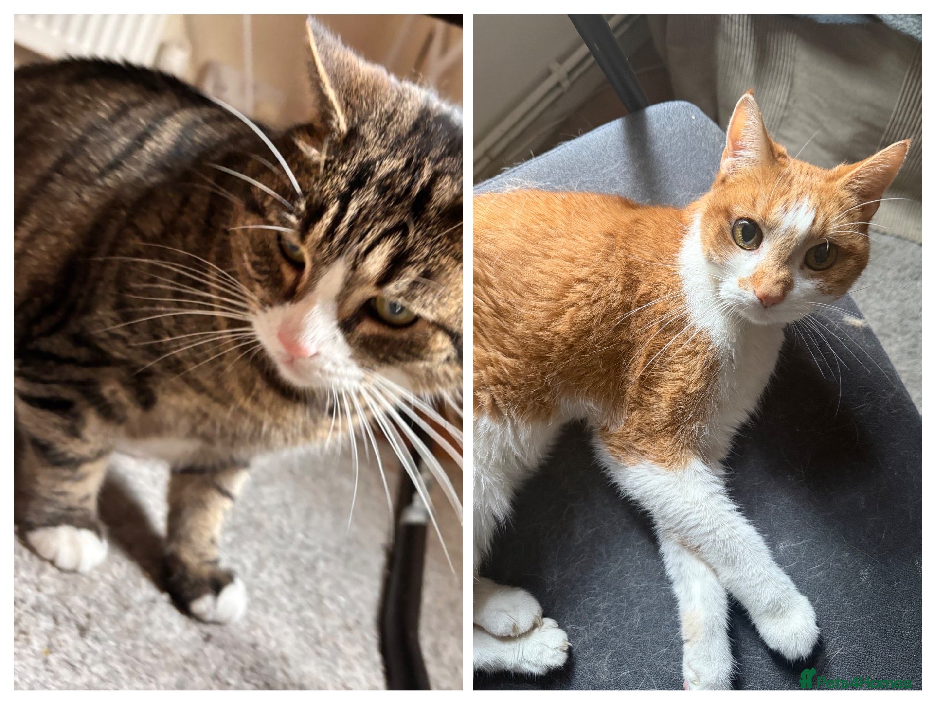 Domestic Shorthair cats 2 cute kitties need rehoming ASAP!! (FREE) - Advert 5