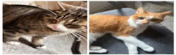 Domestic Shorthair cats for sale: 2 cute kitties need rehoming ASAP!! (FREE) in London - Advert 1
