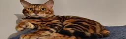 Bengal cats for stud: Impressive Stud Bengal TICA WCF reg in Harlow - Advert 9
