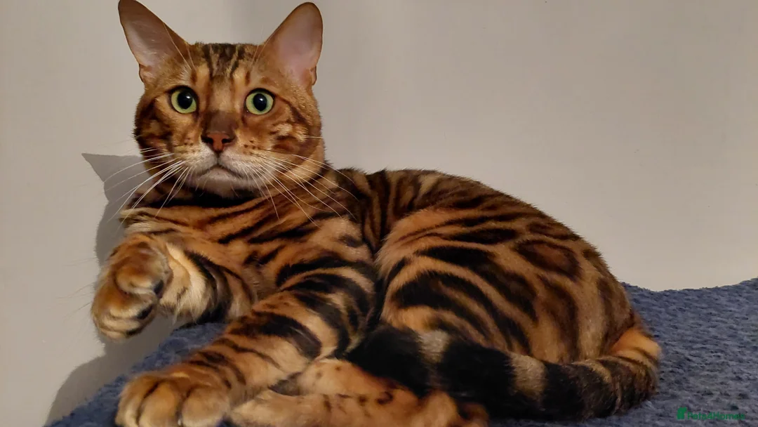 Bengal cats for stud: Impressive Stud Bengal TICA WCF reg in Harlow - Advert 9