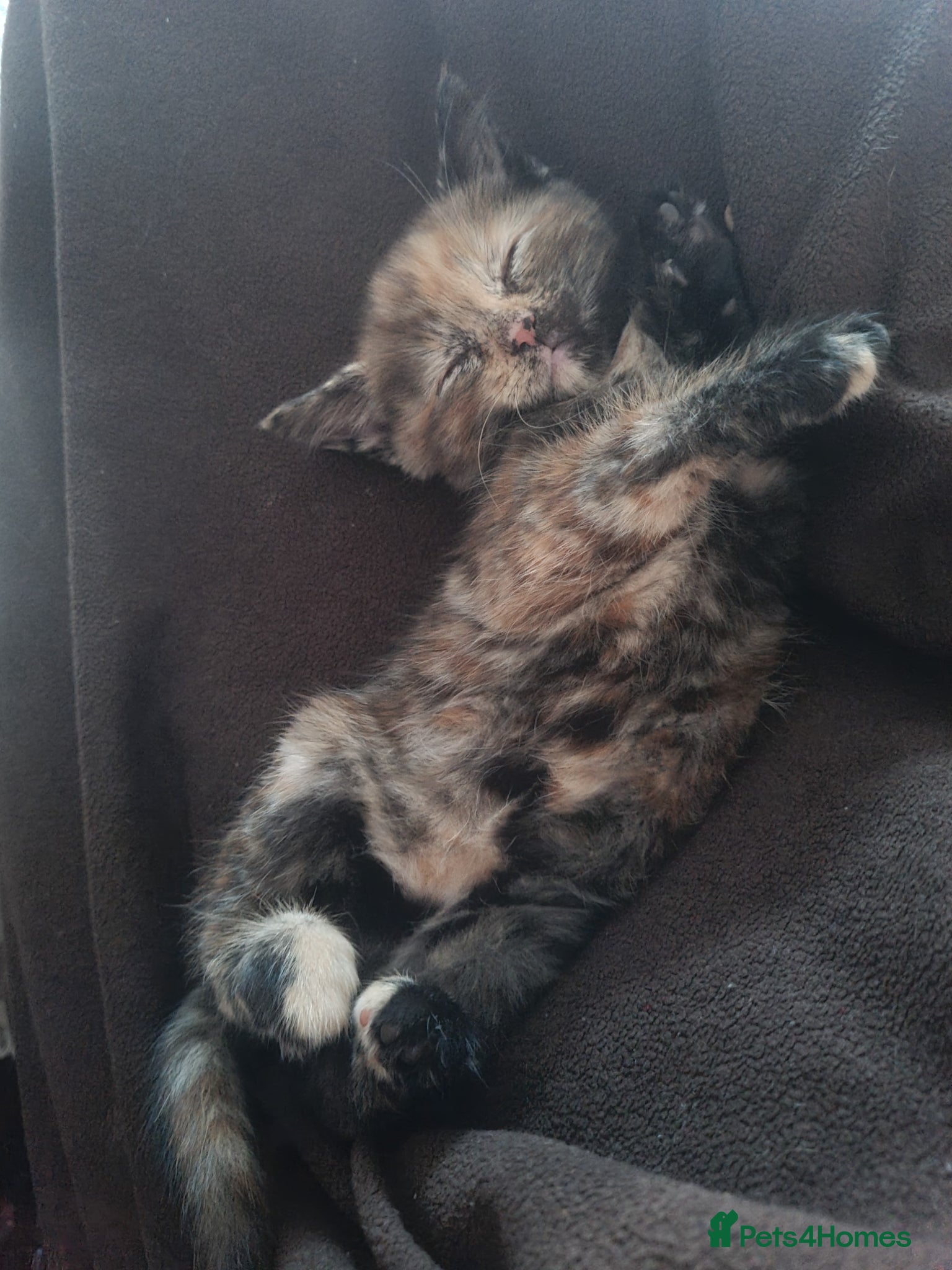 Mixed Breed cats for sale: 🐾 Beautiful Ragdoll Cross Kittens – £290 Each 🐾 in Greenford - Advert 15