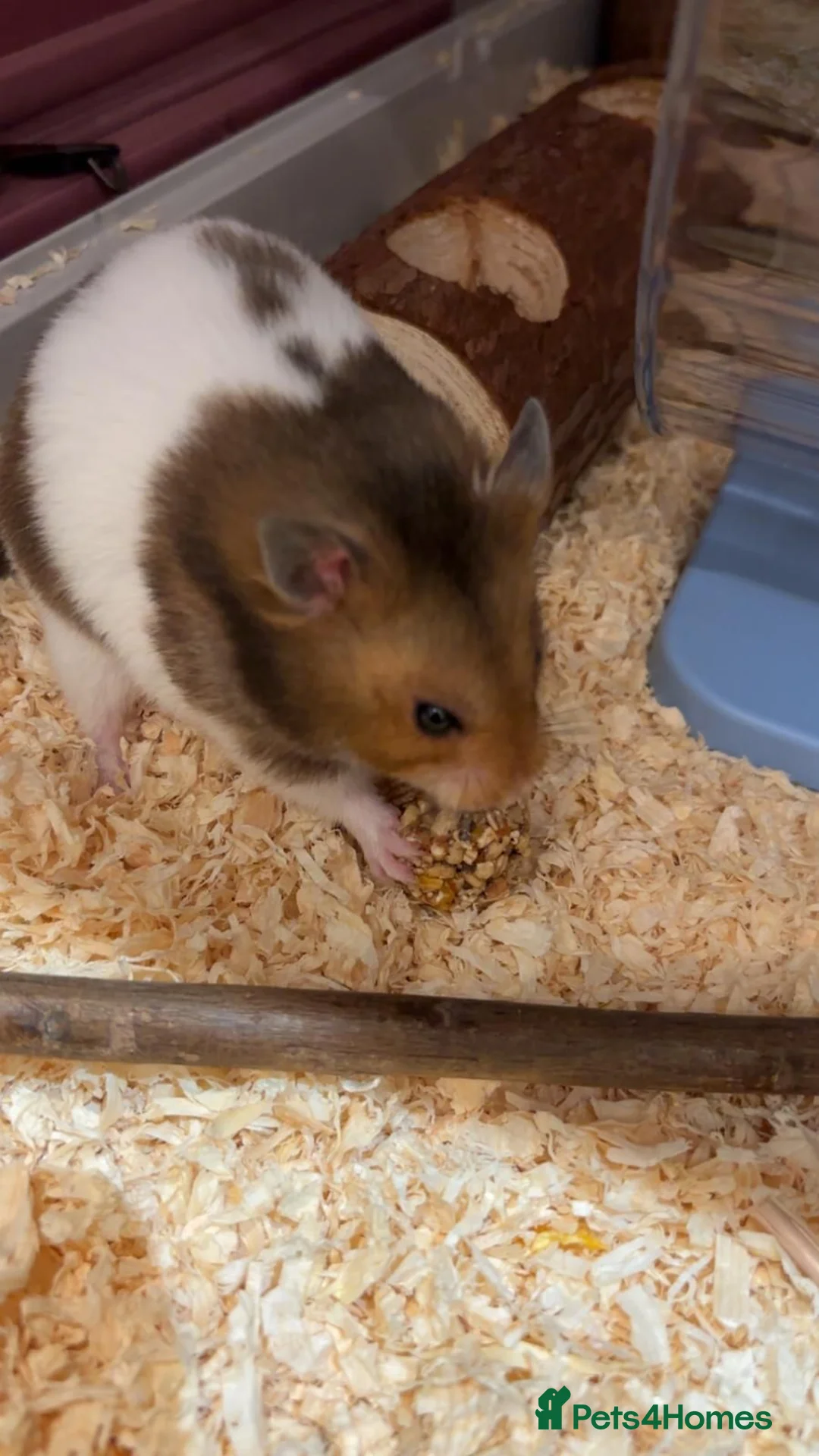 Hamster rodents for sale: Syrian Hamster  in Greenford - Advert 2