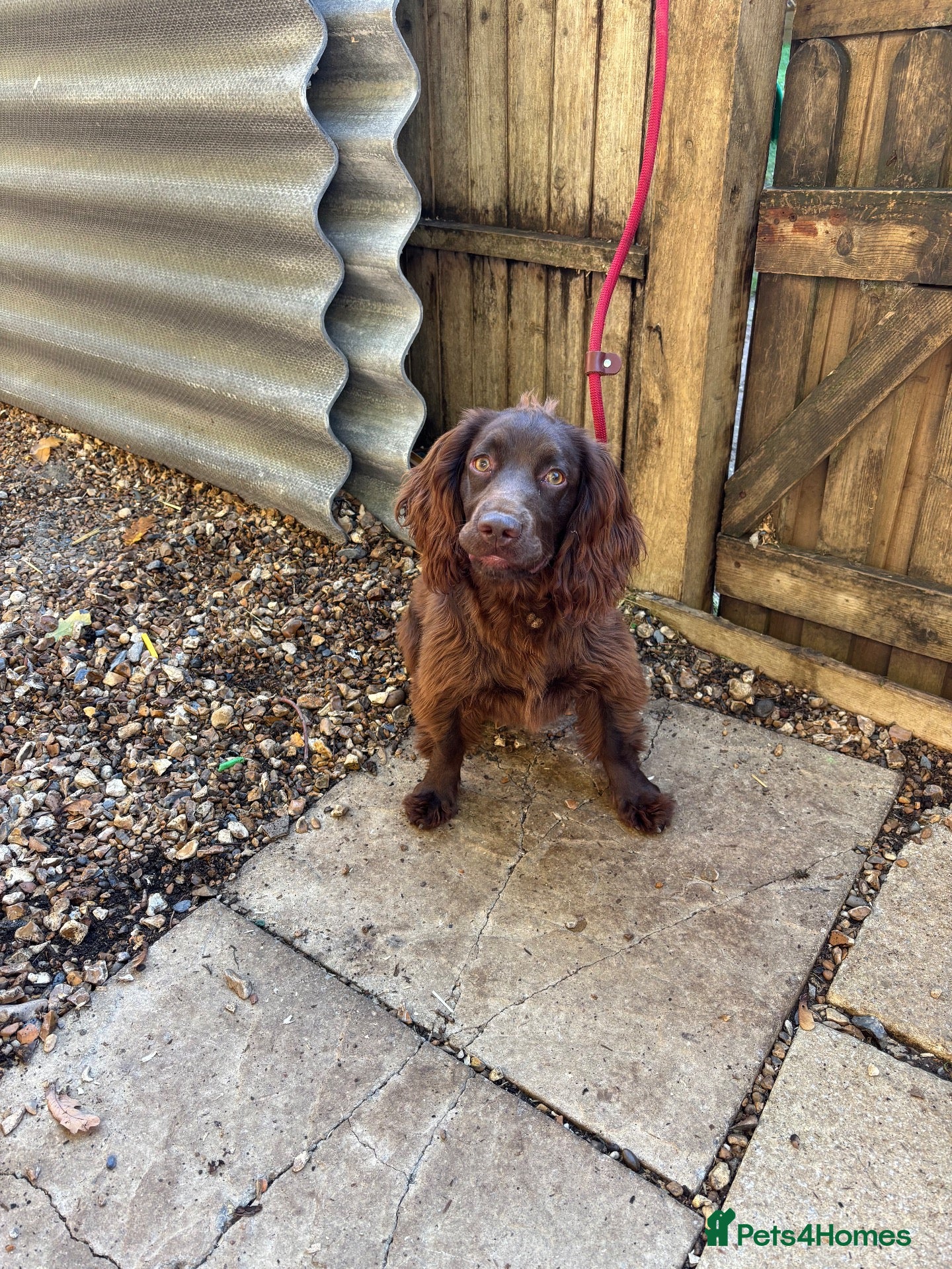 Cocker Spaniel dogs Working cocker spaniel bitch - Advert 1
