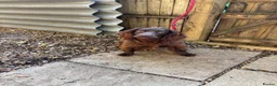 Cocker Spaniel dogs for sale: Working cocker spaniel bitch - Advert 1