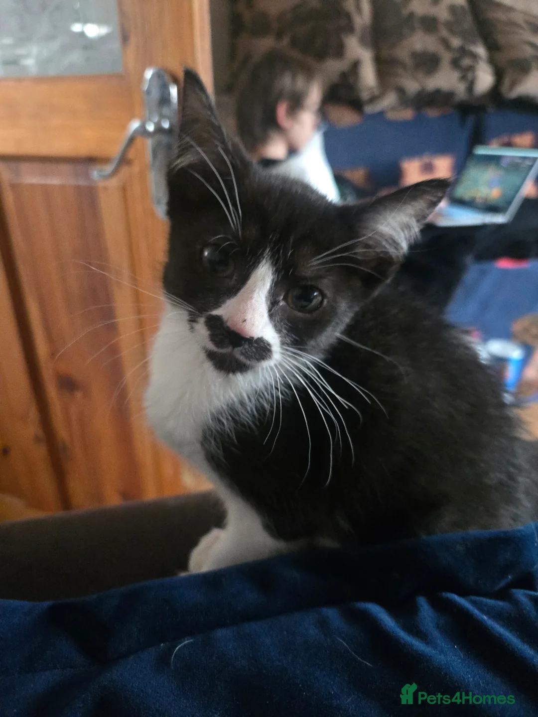 Mixed Breed cats for sale: REDUCED last beautiful little girl ready now  - Advert 1