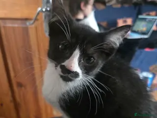 Mixed Breed cats REDUCED sphynx babies ONE BOY AND GIRL - Advert 13