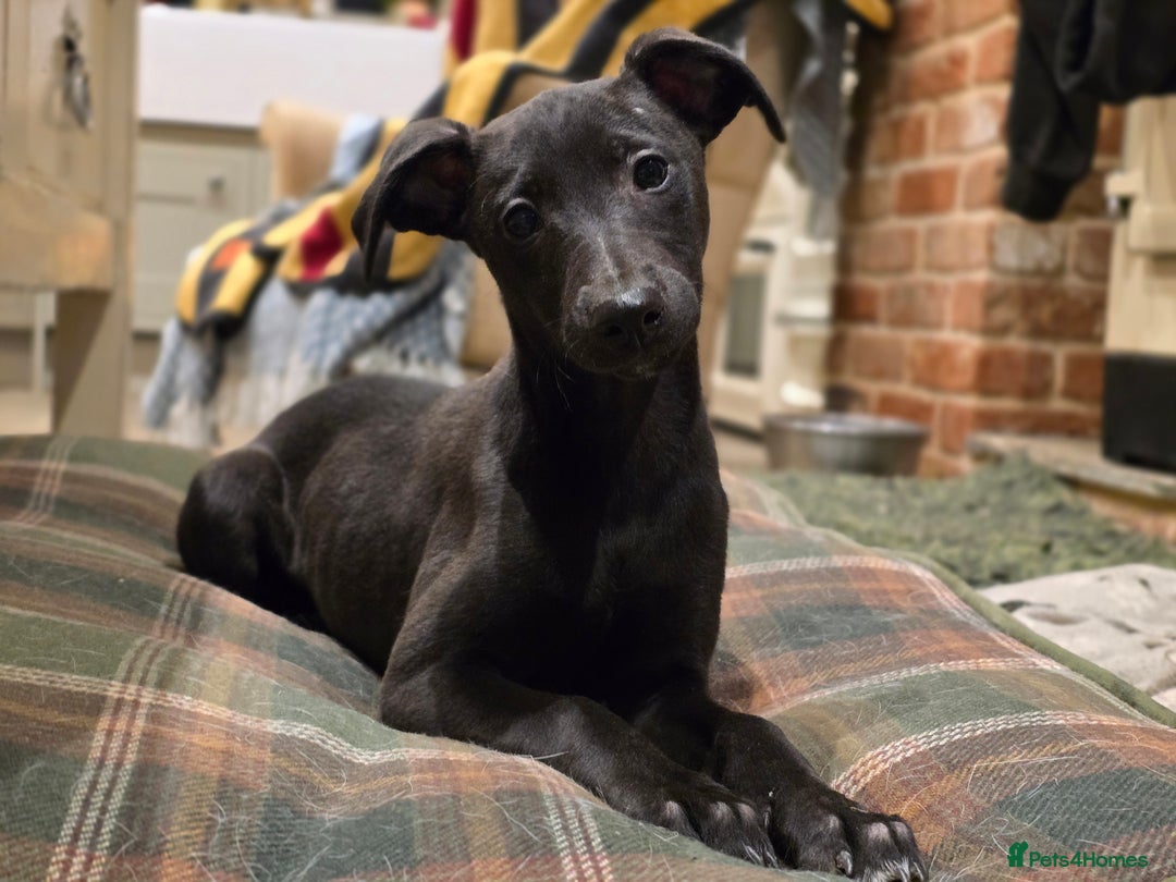Whippet dogs for sale: Black whippet female - Advert 3