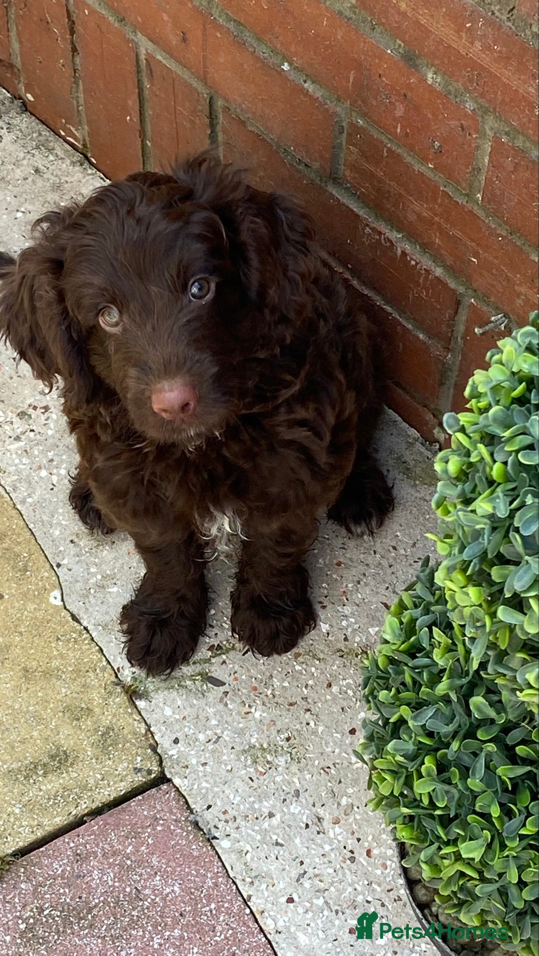 Cockapoo dogs for sale: last F1 boy ready now - Image 25