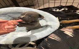 Mixed Breed dogs for sale: canó corso cross british bulldog puppy’s  - Image 11