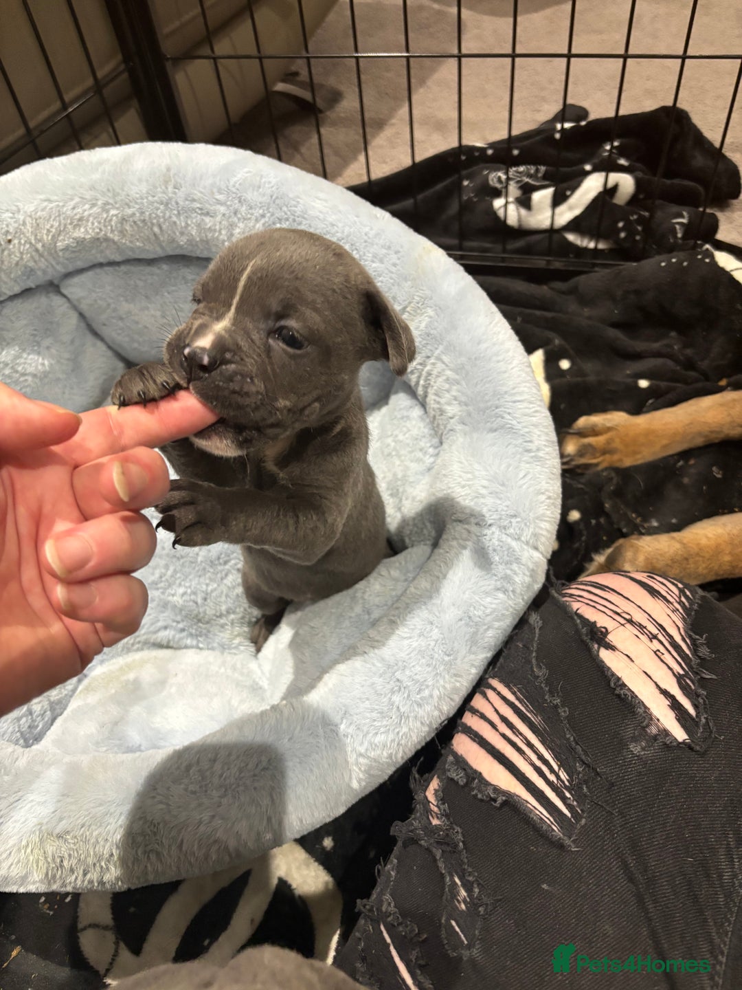 Mixed Breed dogs for sale: canó corso cross british bulldog puppy’s  - Image 11