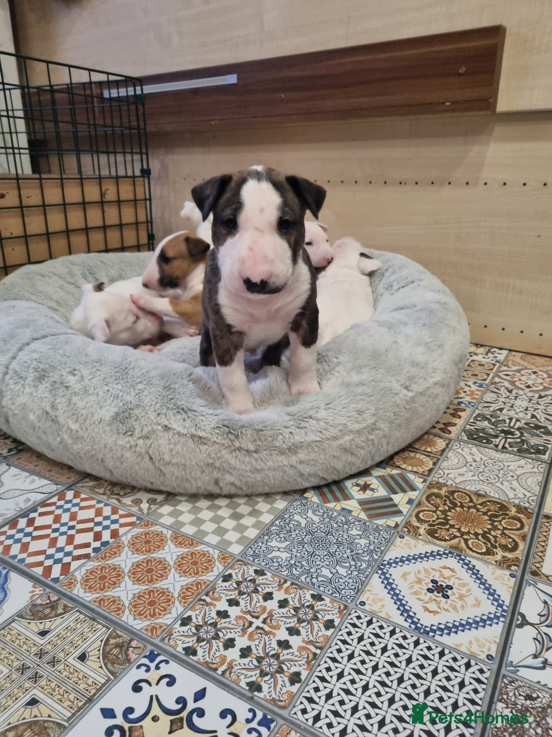 English Bull Terrier dogs for sale: Beautiful k.c reg bully pups  - Image 16
