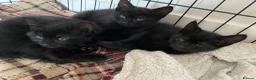 Mixed Breed cats for sale: Beautiful Kittens  - Advert 2