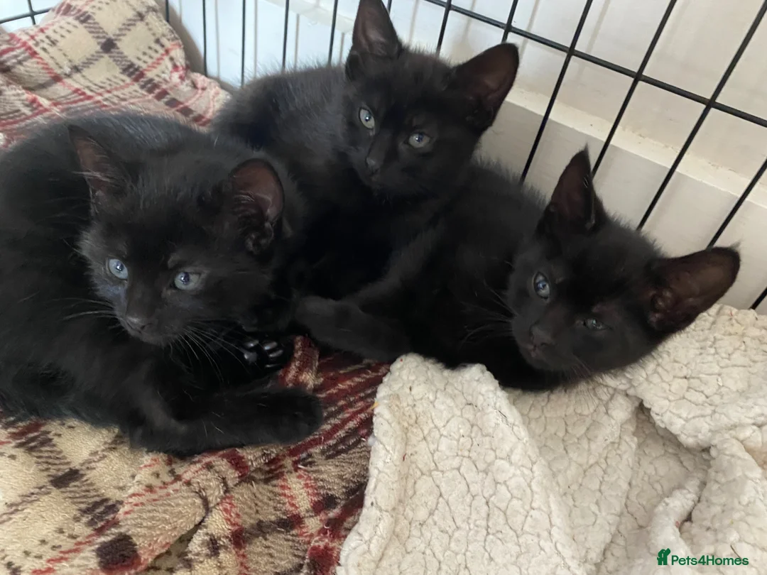 Mixed Breed cats for sale: Beautiful Kittens  - Advert 2