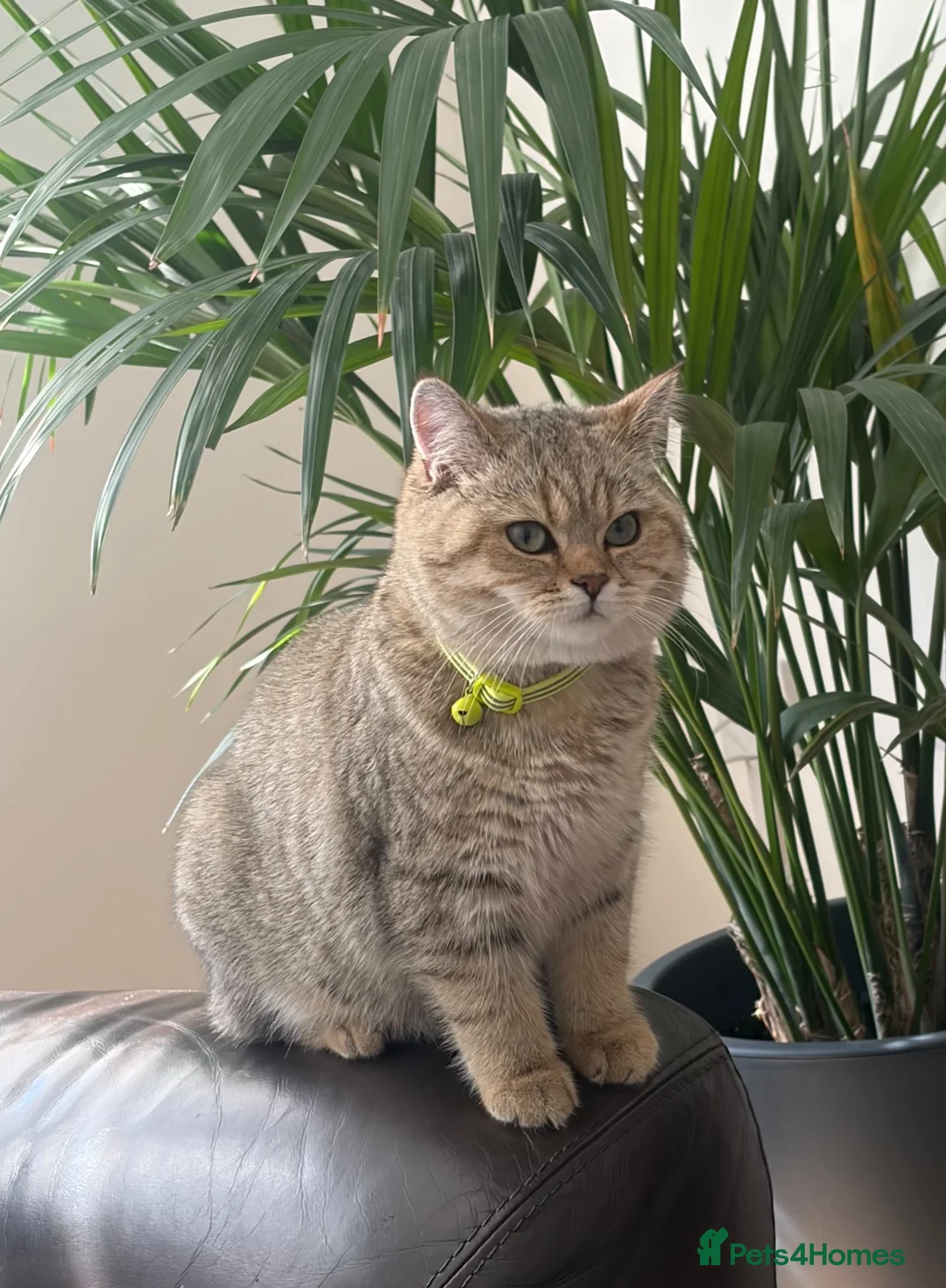 British Shorthair cats for sale: Beautiful Golden British Shorthair Girl | Friendly in Birmingham - Advert 1