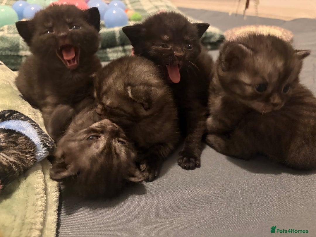 British Shorthair cats for sale: Beautiful British Shorthair Kittens  - Advert 13