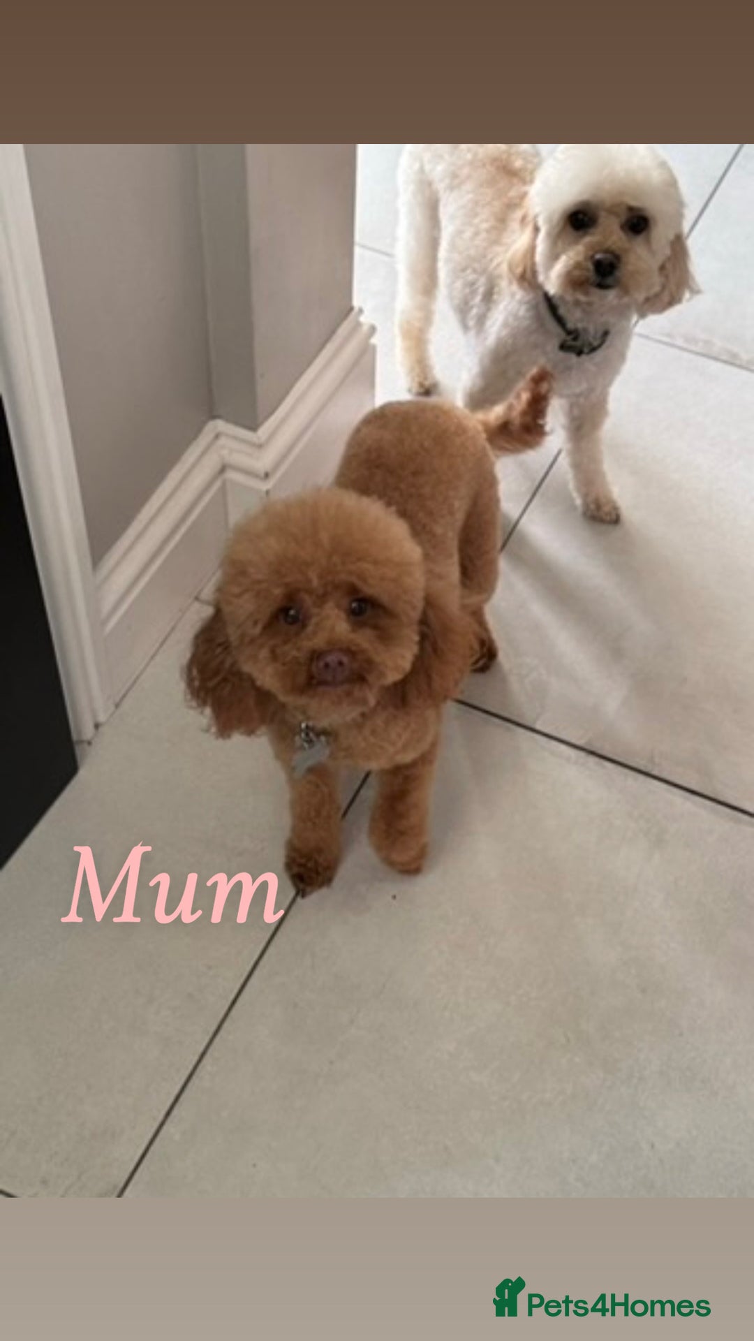 Maltipoo dogs for sale: 🐶 Adorable Red Maltipoo Puppies Available 🐶 - Advert 12