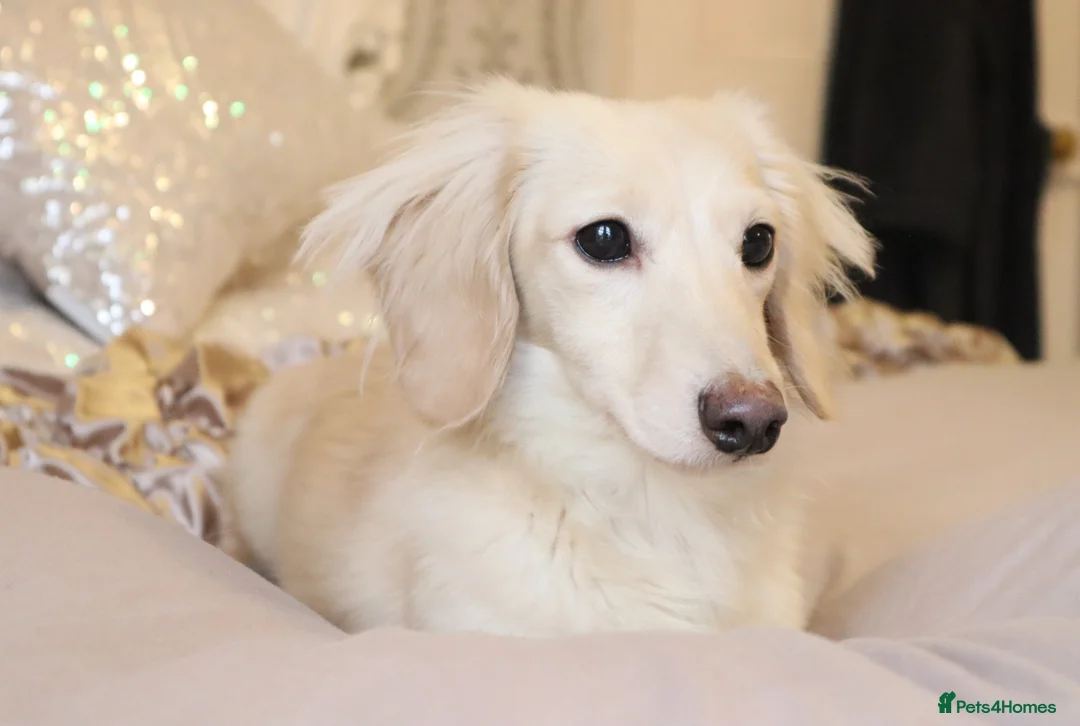 Miniature Dachshund dogs for stud: Falcor for Stud only in Wisbech - Advert 7