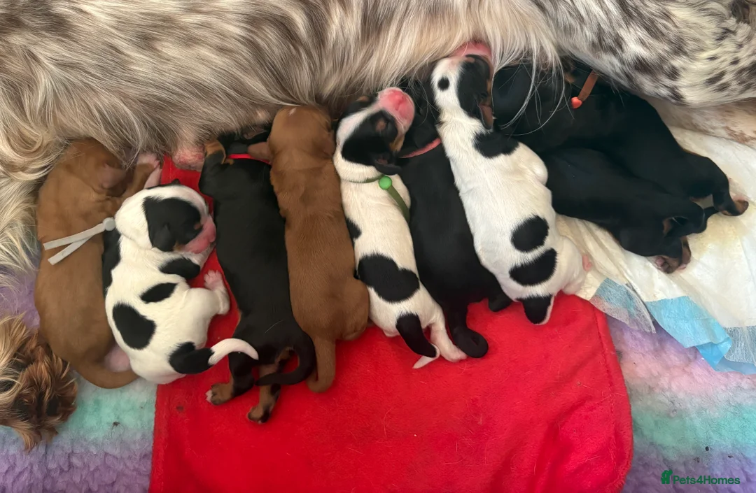 Cockalier dogs for sale: Stunning Cockalier Puppies (5 male, 2 female) - Advert 1
