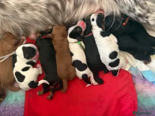 Cockalier dogs Stunning Cockalier Puppies (5 male, 2 female) - Advert 1