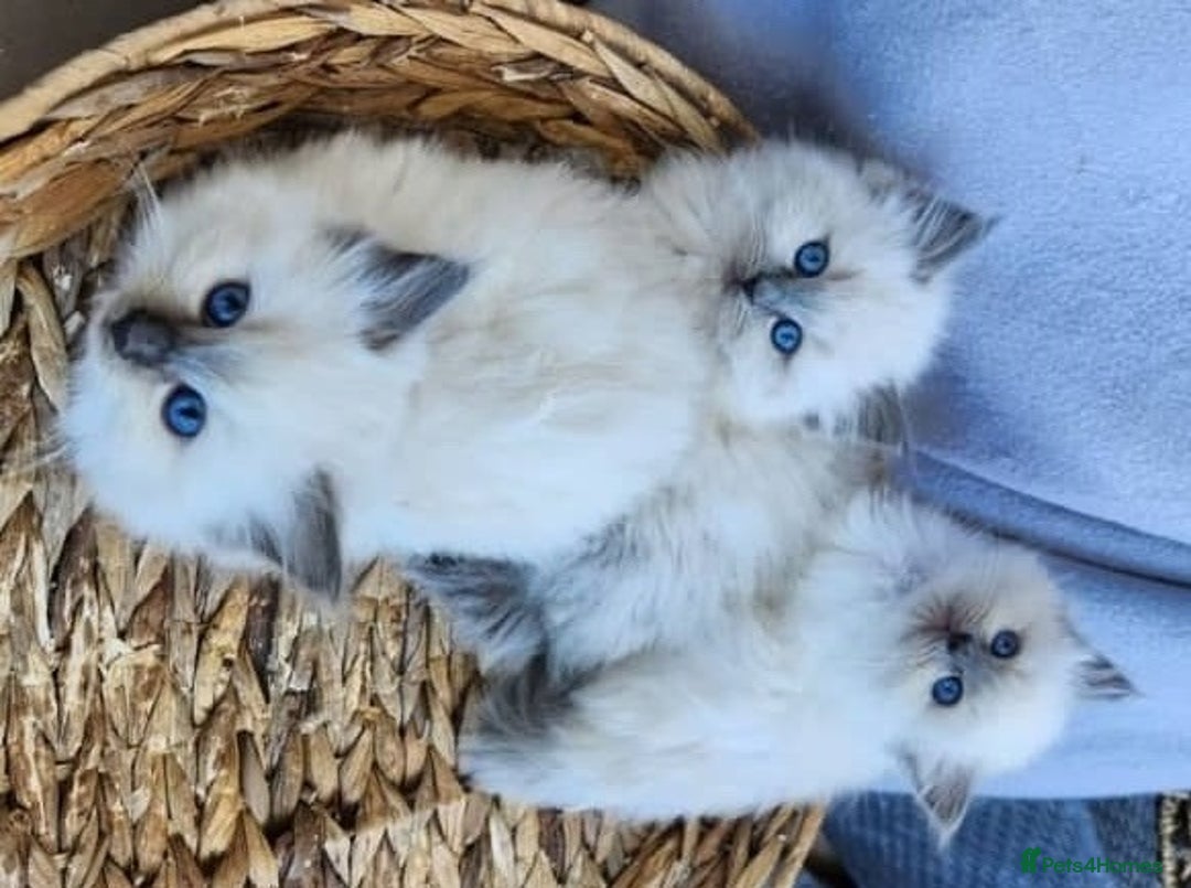 Ragdoll cats for sale: Gorgeous Ragdoll kittens for great homes - Advert 4