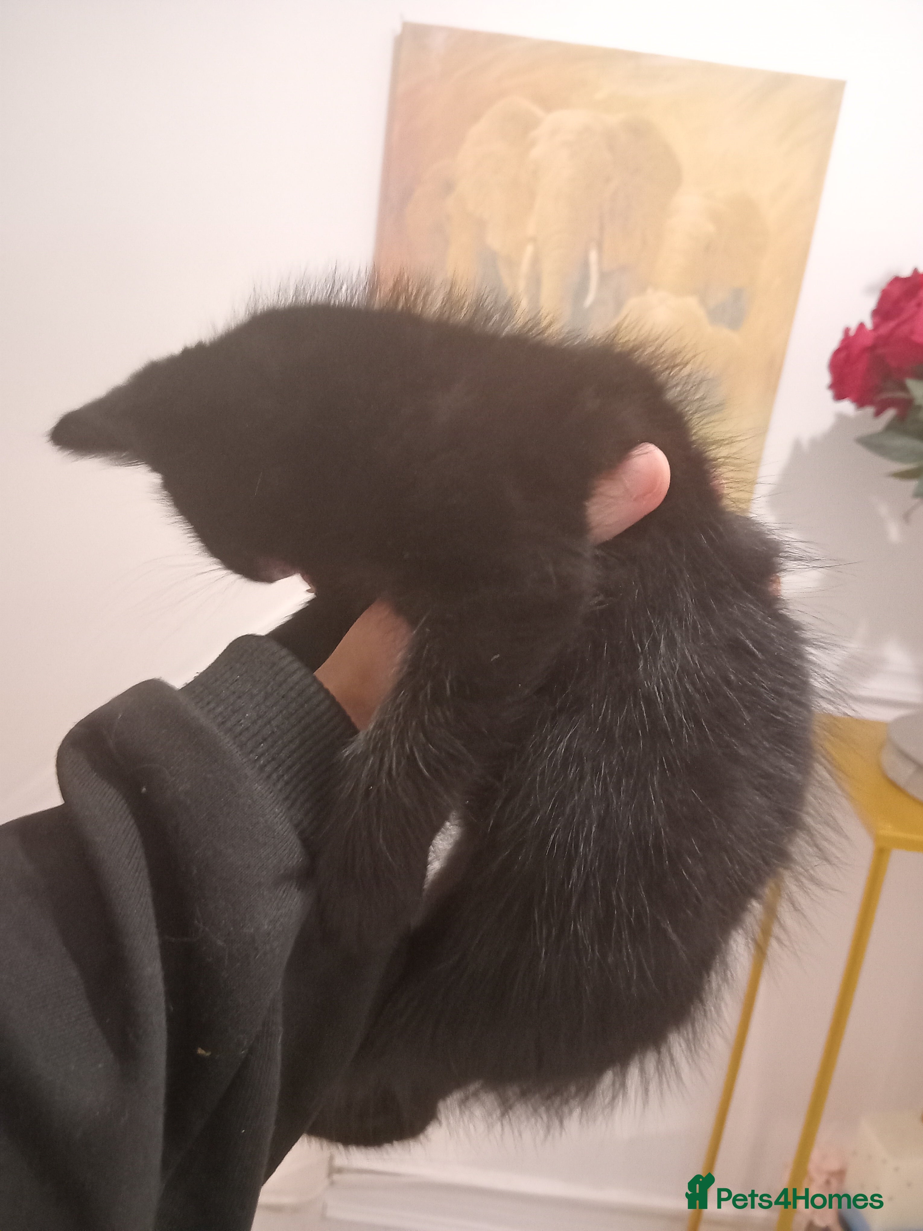 Mixed Breed cats Black kitten for sale male - Advert 2