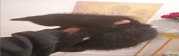 Mixed Breed cats for sale: Black kitten for sale male - Advert 4