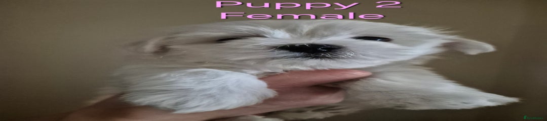 Maltese Puppy 2